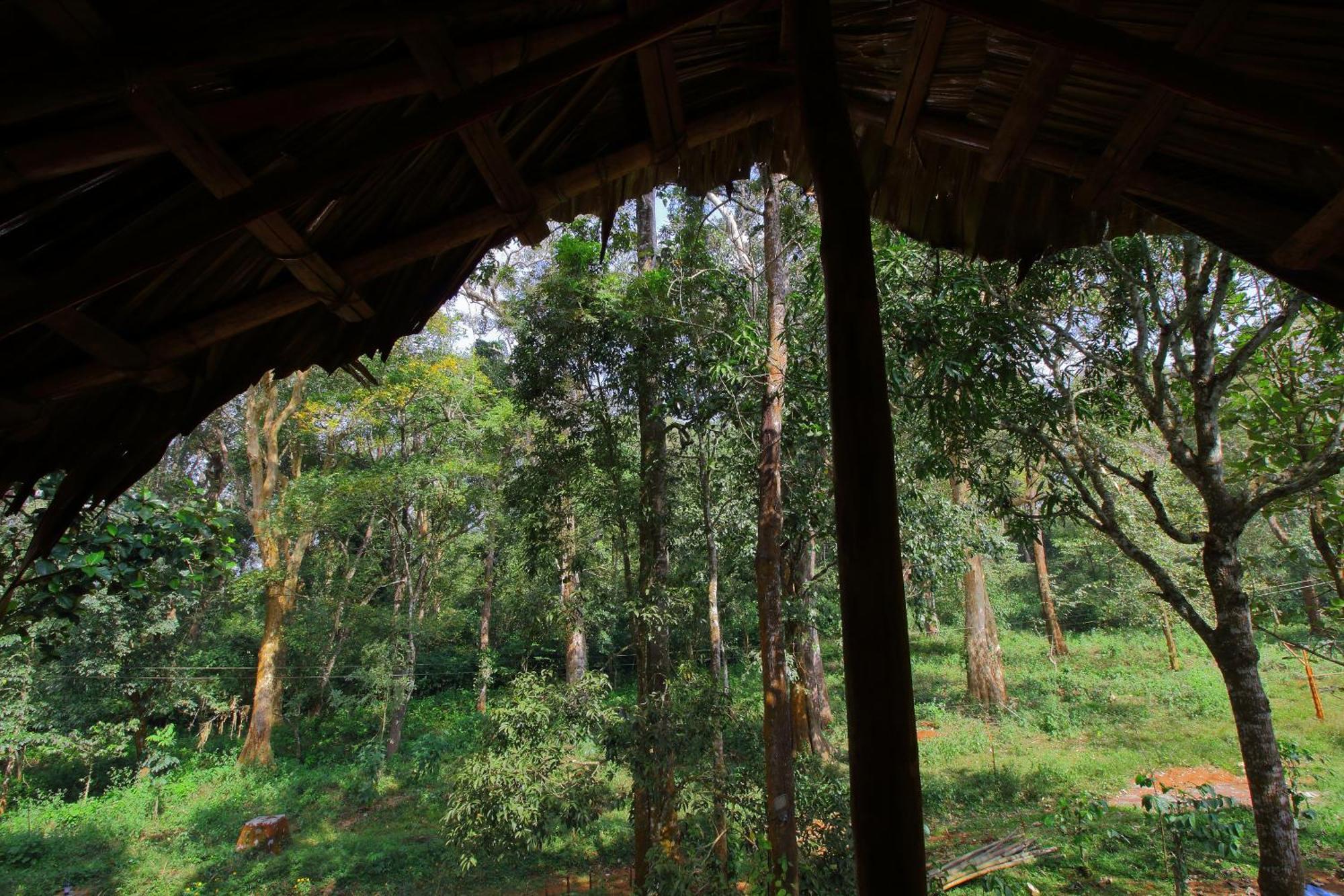 Tall Trees - Modern Forest Villa In Wayanad Sultan Bathery Extérieur photo